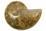 Cut & Polished Jurassic Nautilus Fossil (Half) - Madagascar #339266-1